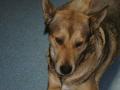 Unsere Wauzis Bild ID 3151 Unsere Wauzis Bild ID 3151